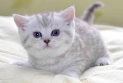 购买宠物猫的渠道有哪些？看这里~