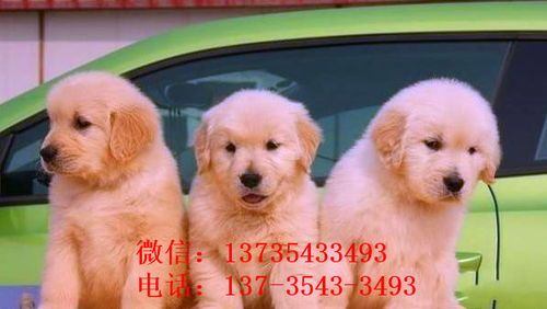 北京宠物市场：哪里购买纯种犬最可靠？