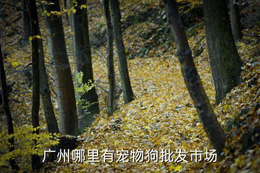 广州哪里有宠物狗批发市场