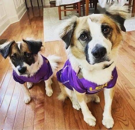 芳村宠物市场，寻爱犬伴侣