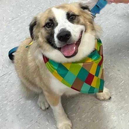 芳村宠物市场，寻爱犬伴侣