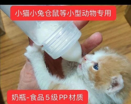 宠物之间的奇遇（故事发生在一个平凡的下午）