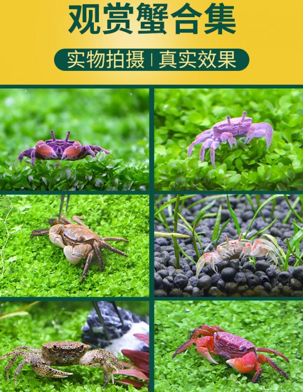 十大迷你宠物养殖项目 十大迷你宠物养殖项目名称