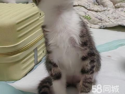 焦作宠物赠送/领养·可爱小猫无偿领养