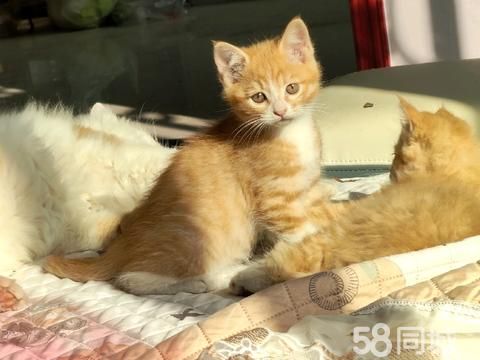 焦作宠物赠送/领养·免费领养