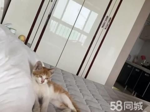 焦作宠物赠送/领养·赠送小猫咪，特别聪明可爱