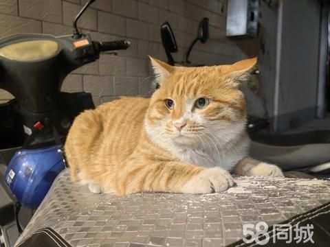 焦作市山阳区光亚东路佳和私厨小面·焦作山阳区寻橘猫