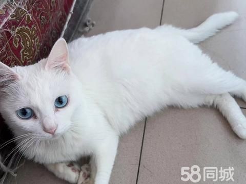 焦作宠物赠送/领养·无偿送猫猫，虽然是田园猫，但很乖