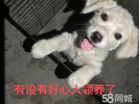 焦作宠物赠送/领养·求领养