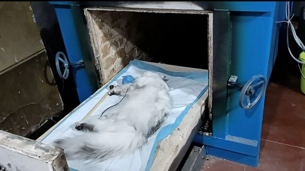 重庆狗狗去世 宠物殡葬 小狗安乐死 宠物墓地 诚信为本,来电咨询