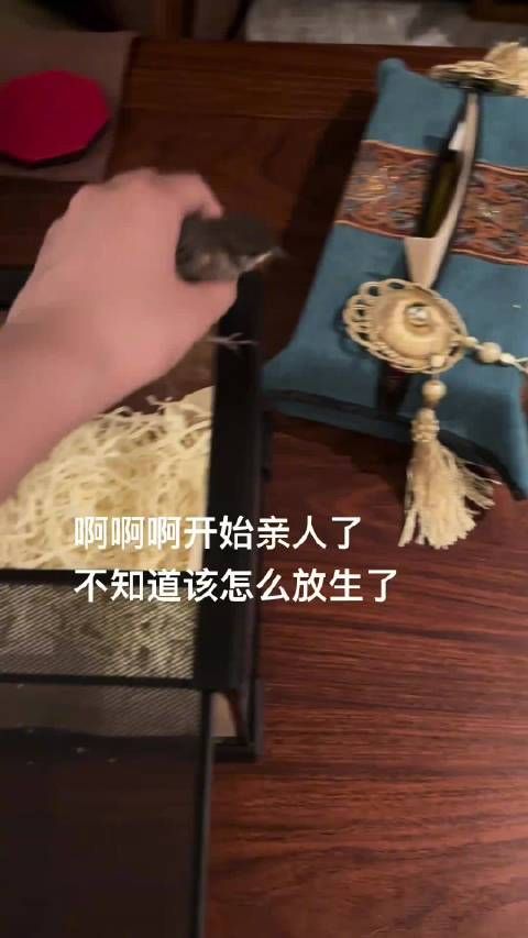 第一次见到有人能把麻雀养成宠物