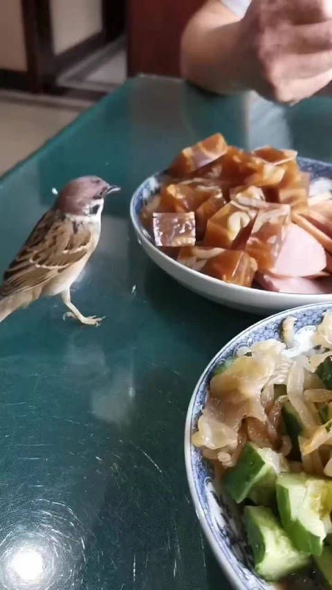 有一只宠物麻雀怎么样？