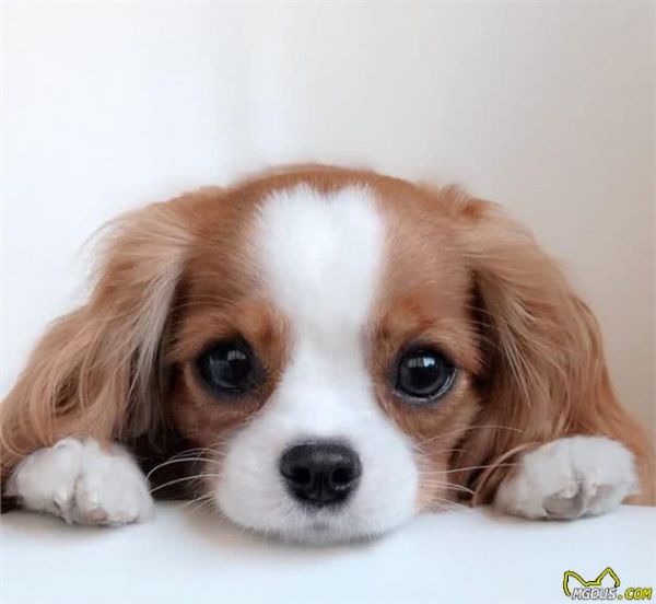 一眼就爱上！童话里走出来的小奶狗—骑士查理王小猎犬