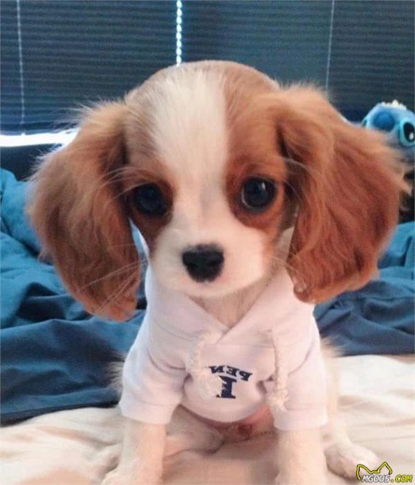 一眼就爱上！童话里走出来的小奶狗—骑士查理王小猎犬