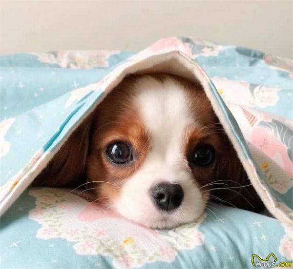 一眼就爱上！童话里走出来的小奶狗—骑士查理王小猎犬