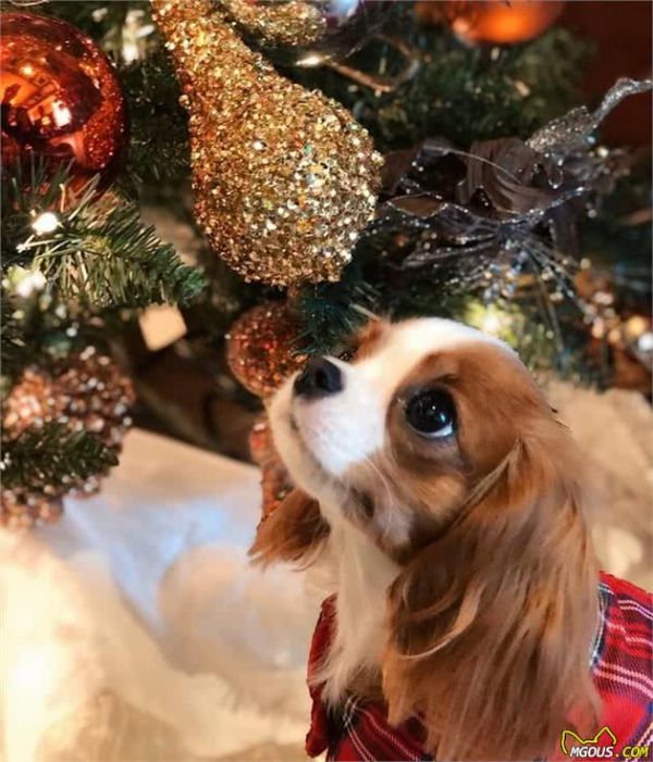 一眼就爱上！童话里走出来的小奶狗—骑士查理王小猎犬