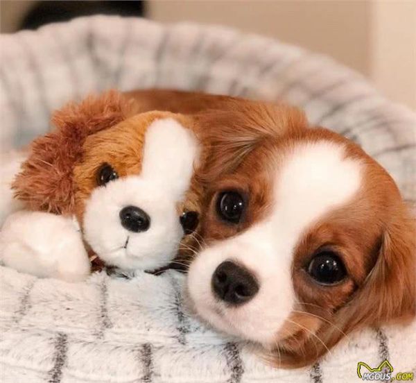 一眼就爱上！童话里走出来的小奶狗—骑士查理王小猎犬