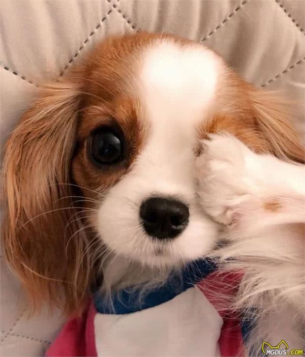 一眼就爱上！童话里走出来的小奶狗—骑士查理王小猎犬