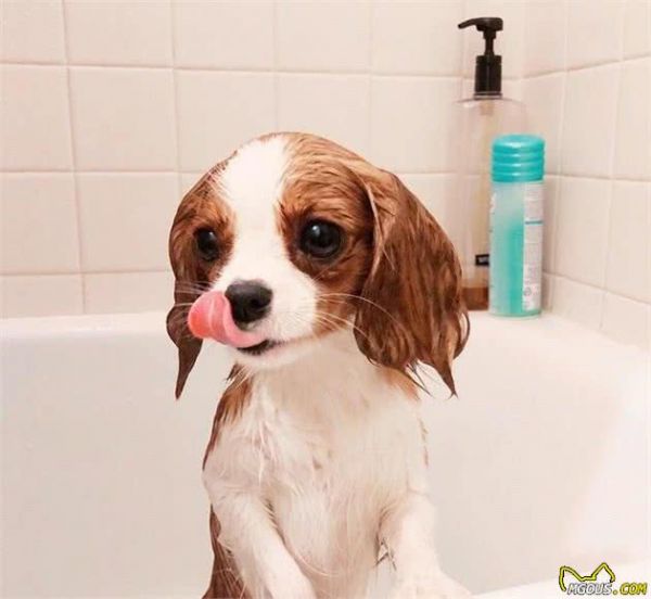 一眼就爱上！童话里走出来的小奶狗—骑士查理王小猎犬