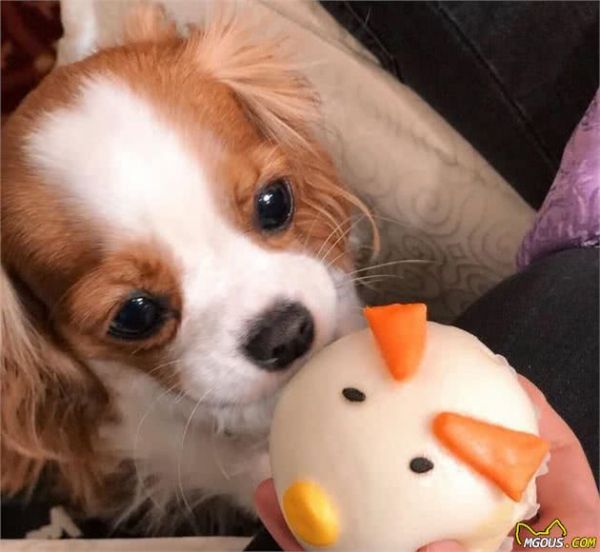 一眼就爱上！童话里走出来的小奶狗—骑士查理王小猎犬