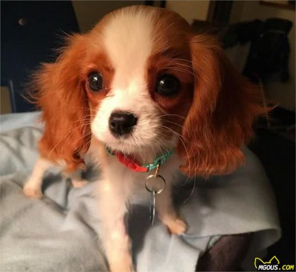 一眼就爱上！童话里走出来的小奶狗—骑士查理王小猎犬
