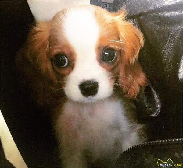 一眼就爱上！童话里走出来的小奶狗—骑士查理王小猎犬