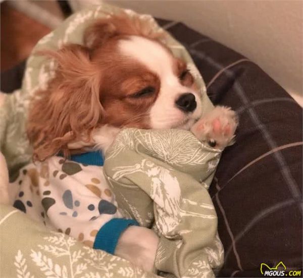 一眼就爱上！童话里走出来的小奶狗—骑士查理王小猎犬