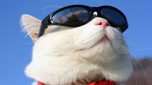 安卓(android)萌宠 喵星人 猫 可爱 卖萌 搞笑图高清手机壁纸免费下载