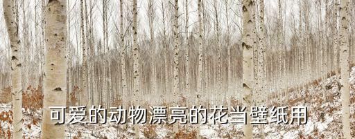 可爱的动物漂亮的花当壁纸用