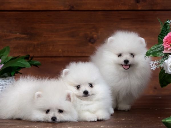 三只狗，小狗，鲜花，乐趣，博美犬，迷你博美犬，白博美桌面壁纸