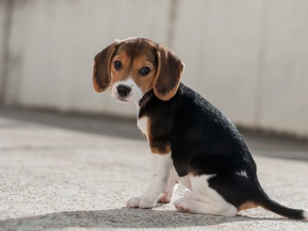 可爱小狗，小猎犬，桌面壁纸