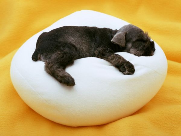 小狗，睡眠，枕头，桌面壁纸