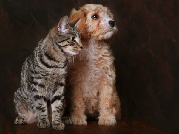 猫，狗，朋友，动物桌面壁纸