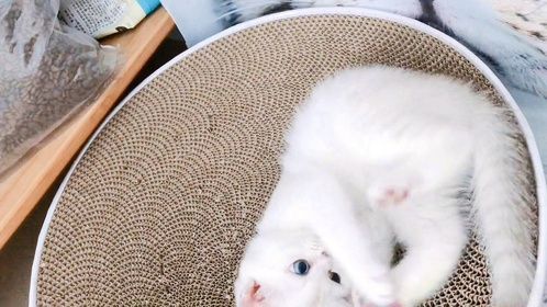 事实证明，猫咪和猫尾巴果然是两种生物，你觉得呢