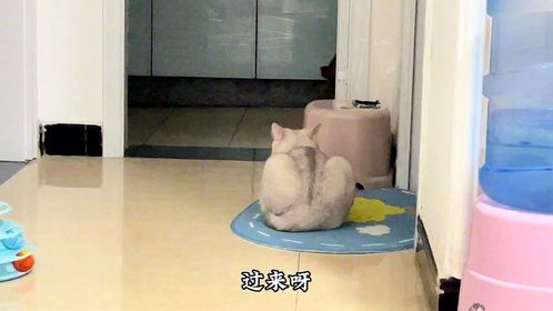 为了口小饼干，高冷的猫咪言听计从，吃完又立马翻脸