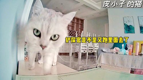 主人不在家，猫咪都在干啥，看着有点心酸，恨不得立马回家