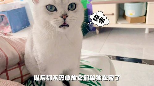 两天不见，回家后猫咪对我不停的撒娇踩奶，以后都不不忍心离家了