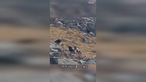 山猫的战斗力太强了