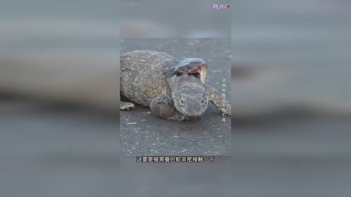 巨蜥VS黑曼巴