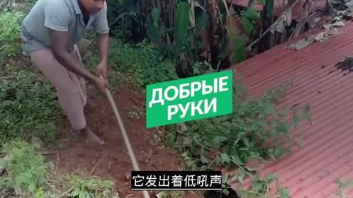 如果不爱请不要伤害，狗狗被主人丢弃