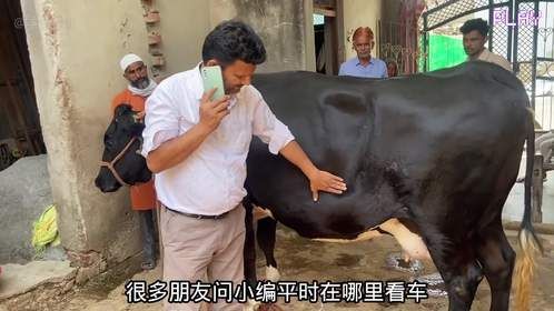奶牛抽搐主人请来专家帮助