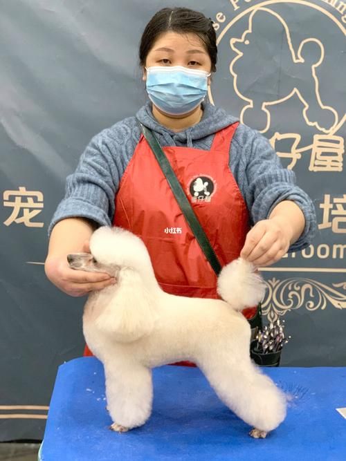 学宠物美容要会画画吗_学宠物美容难不难