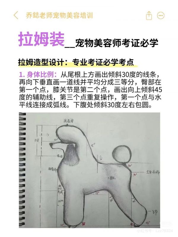 宠物美容腿怎么画好看又漂亮_宠物美容师画图视频教程