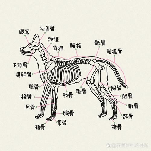 宠物美容犬骨骼图手绘_宠物狗美容图片大全集