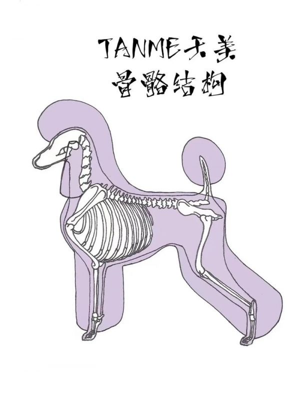 宠物美容犬骨骼图手绘_宠物狗美容图片大全集