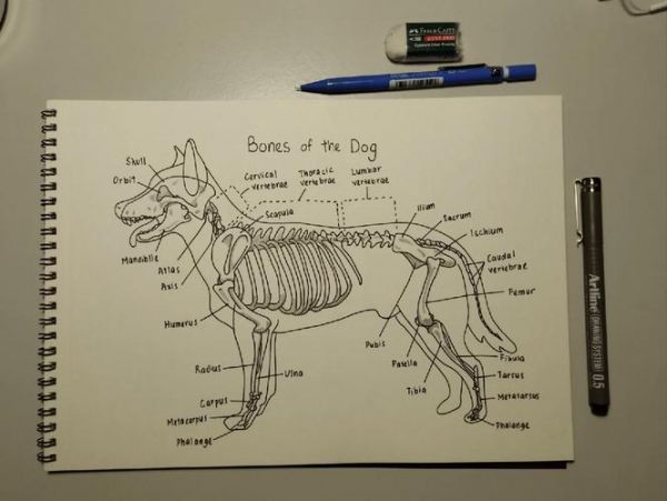 宠物美容犬骨骼图手绘_宠物狗美容图片大全集