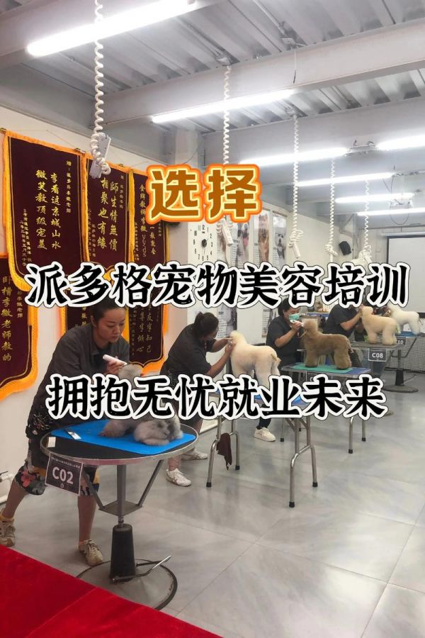 成都宠物狗美容招聘网_成都宠物美容师培训学校哪家好