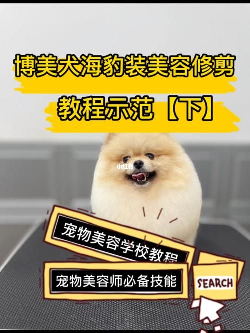宠物美容师入门画图教程,宠物美容师入门画图教程视频