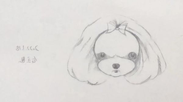 宠物美容师入门画图教程,宠物美容师入门画图教程视频