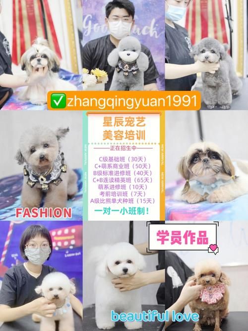 宠物美容师入门画图教程,宠物美容师入门画图教程视频
